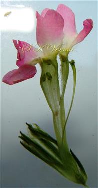  Flower (Corolla cut open) to show Stamens and Pistil